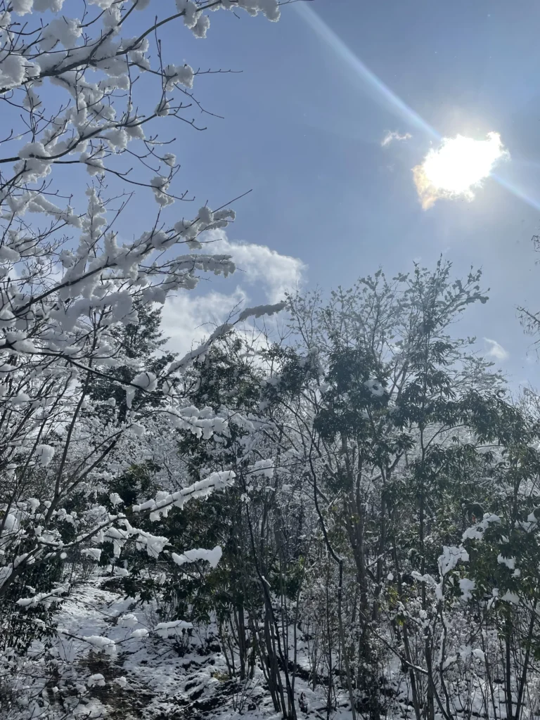 雪のあと、庭木にやってはいけないこと｜植栽を傷めない雪対策
