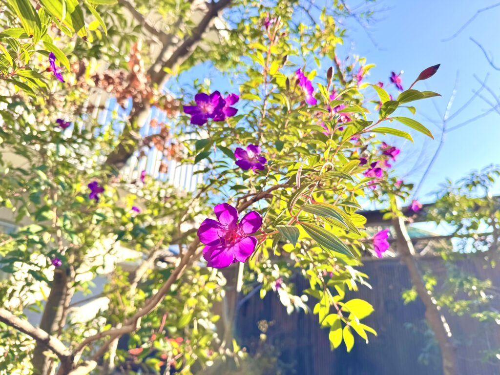 春の庭に、植栽で彩りを｜庭づくりを美しくする春の植栽