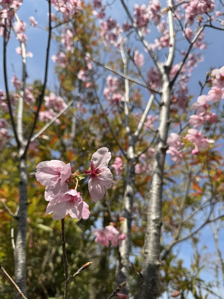 植栽で整える庭